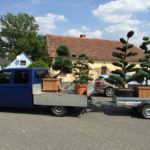 Doprava tvarovan&yacute;ch stromů - 09