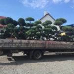 Doprava tvarovan&yacute;ch stromů - 10