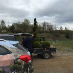 Doprava tvarovan&yacute;ch stromů - 12