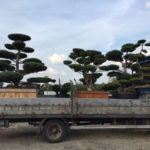 Doprava tvarovan&yacute;ch stromů - 15