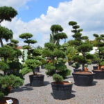 Impeka - velkoobchod stromů - 1