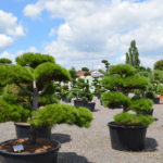 Impeka - velkoobchod stromů - 2