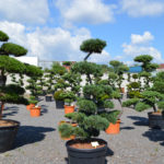 Impeka - velkoobchod stromů - 3