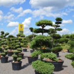 Impeka - velkoobchod stromů - 4