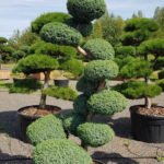 Jalovec č&iacute;nsk&yacute; - Juniperus chin. 'Blue Alps'