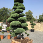 Jalovec č&iacute;nsk&yacute; - Juniperus chin. 'Monarch'