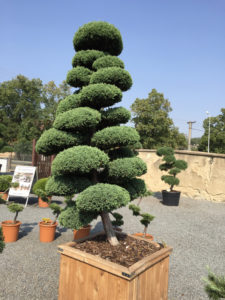 Jalovec č&iacute;nsk&yacute; - Juniperus chin. 'Monarch'