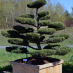 Jalovec prostředn&iacute; - Juniperus media 'Hetzii'