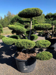 Jalovec prostředn&iacute; - Juniperus media 'Pfitzeriana Aurea'