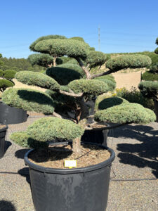 Jalovec prostředn&iacute; - Juniperus &times;media