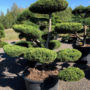 Jalovec prostřední - Juniperus media 'Pfitzeriana Aurea'