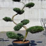 Jalovec viržinsk&yacute; - Juniperus virginiana 'Grey Owl'
