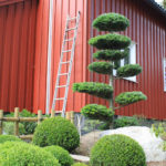 Jedle v okrasn&eacute; zahradě - 1