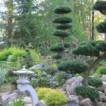 Jedle v okrasn&eacute; zahradě - 2