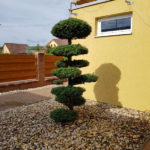 Jedle v okrasn&eacute; zahradě - 4