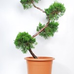 Jalovec čínský - Juniperus chinensis 'Kaizuka'