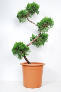Jalovec čínský - Juniperus chinensis 'Kaizuka'