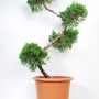 Jalovec čínský - Juniperus chinensis 'Kaizuka'
