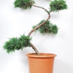 Jalovec prostřední 'Pfitzeriana Aurea'