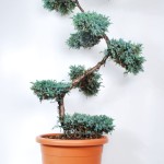 Jalovec šupinatý - Juniperus squamata 'Blue Carpet'