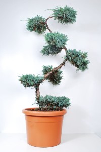 Jalovec šupinatý - Juniperus squamata 'Blue Carpet'