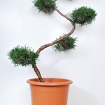 Jalovec viržinský - Juniperus virginiana 'Grey Owl'