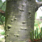 Kůra jedle (foto: Beentree)