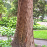 Kmen kryptomerie japonsk&eacute; (foto: Krzysztof Golik)