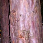 Kmen tisu červen&eacute;ho (foto: Daniel Miłaczewski)