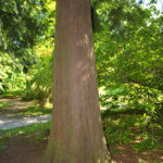 Kmen zeravu obrovsk&eacute;ho (foto: Crusier)