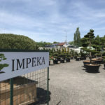 Koupit okrasn&eacute; stromy