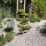Kryptomerie japonská - Cryptomeria japonica 'Elegans Viridis'