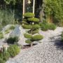 Kryptomerie japonská - Cryptomeria japonica 'Elegans Viridis'