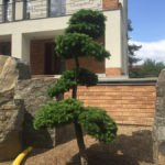 Modř&iacute;n japonsk&yacute; (Larix kaempferi) v okrasn&eacute; zahradě - 2