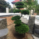 Modř&iacute;n japonsk&yacute; (Larix kaempferi) v okrasn&eacute; zahradě - 3