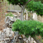 Modřín japonský (Larix kaempferi) v okrasné zahradě - 1