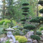 Modřín japonský (Larix kaempferi) v okrasné zahradě - 4