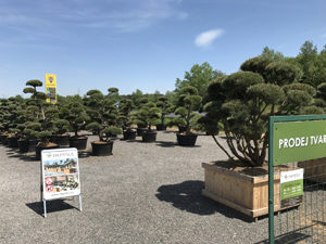 N&aacute;&scaron; showroom