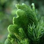 Nov&eacute; v&yacute;hony kryptomerie japonsk&eacute; 'Cristata' (foto: Aktron)