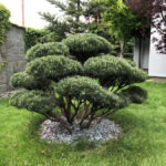 Okrasn&aacute; zahrada &Scaron;estajovice - 11