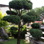 Okrasn&aacute; zahrada Podles&iacute; - 10