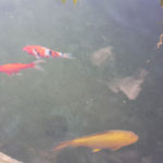 Okrasn&aacute; zahrada Znojmo - 09