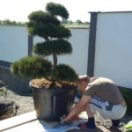 Okrasn&aacute; zahrada Znojmo - 16