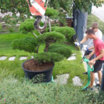 Okrasn&aacute; zahrada Znojmo - 24