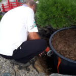 Okrasn&aacute; zahrada Znojmo - 29