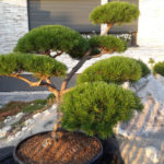 Okrasn&aacute; zahrada Znojmo - 33