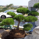 Okrasn&aacute; zahrada Znojmo - 35