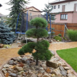 Okrasn&eacute; jehličnany v zahradě - 1