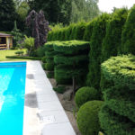 Okrasn&eacute; jehličnany v zahradě - 3