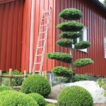 Okrasn&eacute; jehličnany v zahradě - 4